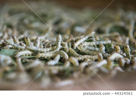 CAMBODIA PHNOM PENH SILK ISALND PRODUCTION 44324561