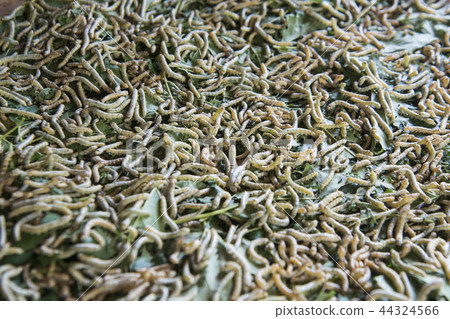 CAMBODIA PHNOM PENH SILK ISALND PRODUCTION 44324566