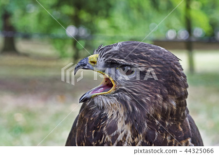 Portrait of common buzzard (Buteo buteo) Portrait of common buzzard (Buteo buteo) 44325066
