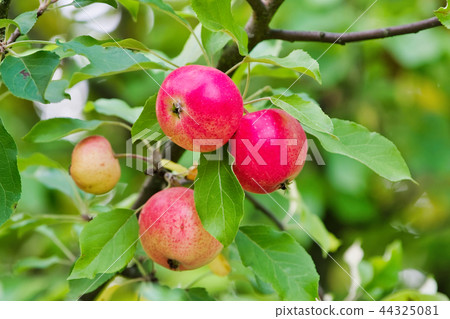 Apples on a branch. Apples on a tree in garden 44325081
