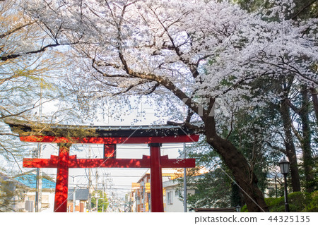 Omiya Hachimangu Shrine torii and cherry blossom Omiya Hachimangu Shrine torii and cherry blossom 44325135