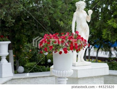 Petunia in a white flowerpot at the statue Petunia in a white flowerpot at the statue 44325820