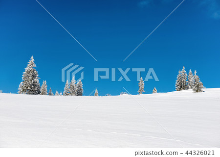 Winter pine trees in snow 44326021