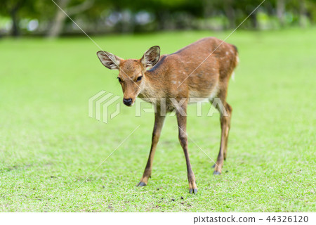 奈良公園的鹿 奈良公園的鹿 44326120