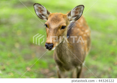 奈良公園的鹿 奈良公園的鹿 44326122