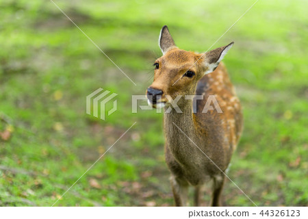 奈良公園的鹿 奈良公園的鹿 44326123