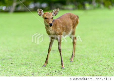 奈良公園的鹿 44326125