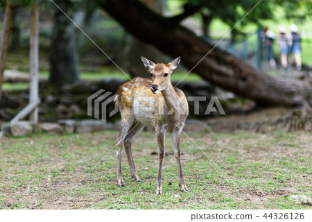 奈良公園的鹿 奈良公園的鹿 44326126