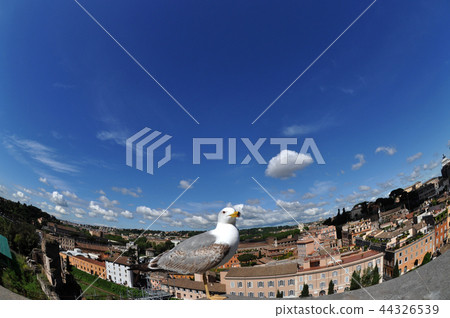 Seagull and Rome Seagull and Rome 44326539