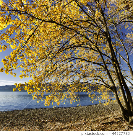 tree with autumn colors on the lake beach 44327783