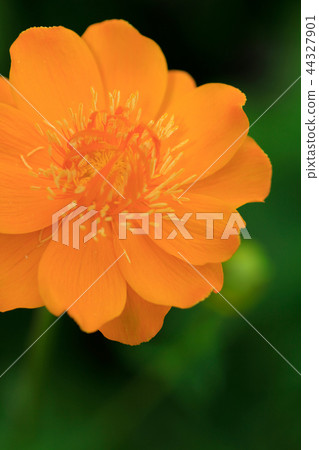 Trollius Golden Queen Trollius Golden Queen 44327901
