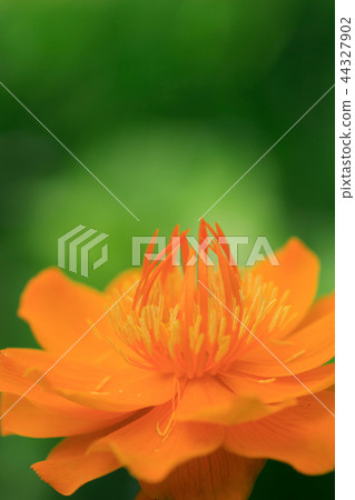 Trollius Golden Queen Trollius Golden Queen 44327902