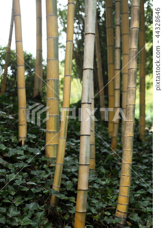 Kinmei Moso Chik of Shaanxi Bamboo Forest Park 44328646