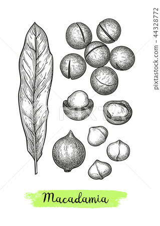 Ink sketch of Macadamia. Ink sketch of Macadamia. 44328772