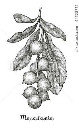 Ink sketch of Macadamia. 44328773