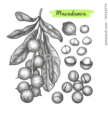 Ink sketch of Macadamia. 44328774