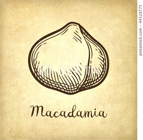 Ink sketch of Macadamia. 44328775