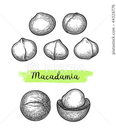 Ink sketch of Macadamia. 44328776