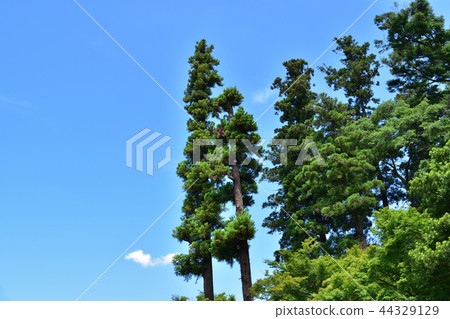 藍天和松樹在北鎌倉 44329129