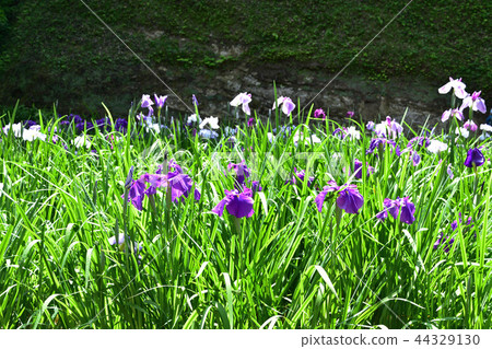 鳶尾花 44329130