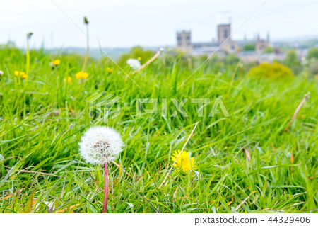 Close up of Dandelion in the field 44329406