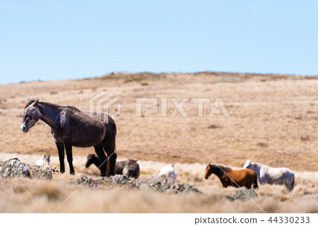 Iconic wild horses in Kosciuszko National Park Iconic wild horses in Kosciuszko National Park 44330233
