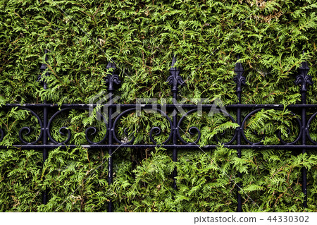 Metal grating in a hedge Metal grating in a hedge 44330302