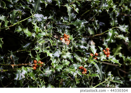 Christmas holly leaves 44330304