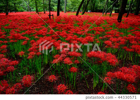 Saitama Prefecture Hidaka City "Drawstring" Mandarin Chinese (Manjushabu) Colony 44330571