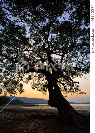 trees silhouette at sunset 44330574