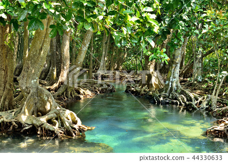 Mangrove forests Mangrove forests 44330633
