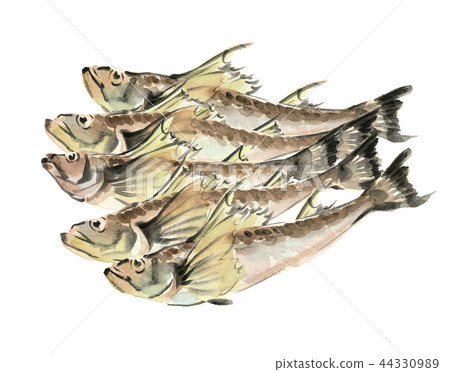 鰭哈達魚材料[水彩插圖] 44330989