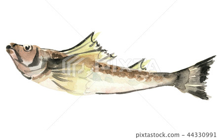 鰭哈達魚材料[水彩插圖] 44330991