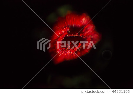 九月的玫瑰，嘴唇覆蓋著雨水 44331105