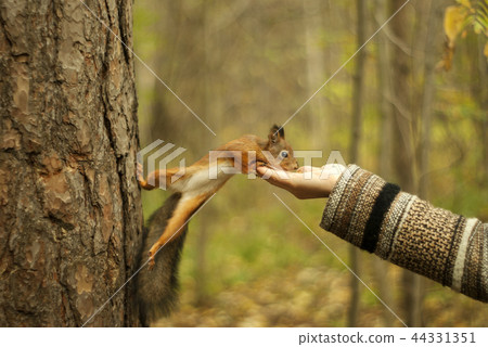 wild squirrel eats from hand.. 44331351
