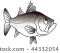 鱸魚 44332054