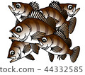 岩魚 44332585