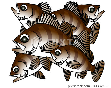 岩魚 岩魚 44332585