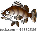 Rockfish Kotaro kun微笑微笑 44332586