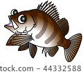 回顧的Rockfish Kotaro kun 44332588