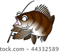 Rockfish Kotaro kun釣魚竿姿勢 44332589