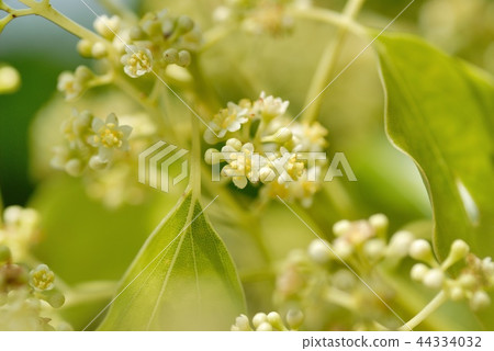 Camphor flowers Camphor flowers 44334032