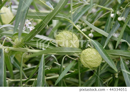 水果水果 水果水果 44334051