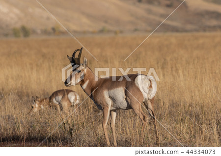 Pronghorn Antelope Buck Pronghorn Antelope Buck 44334073