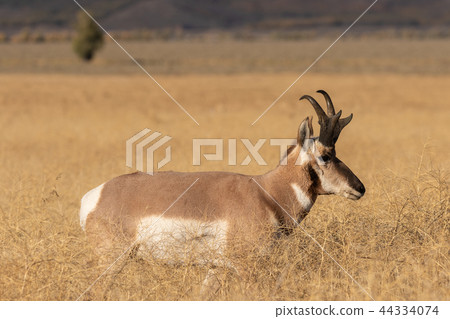 Pronghorn Antelope Buck Pronghorn Antelope Buck 44334074
