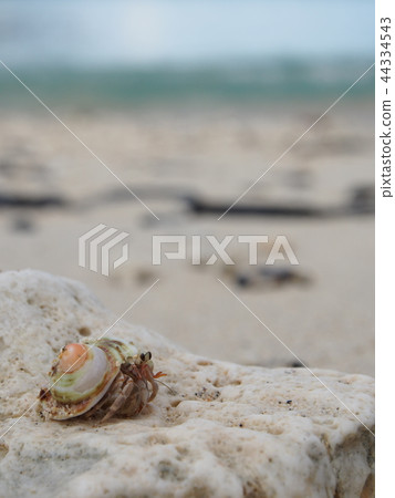 在Kerama群島的土地寄居蟹 44334543