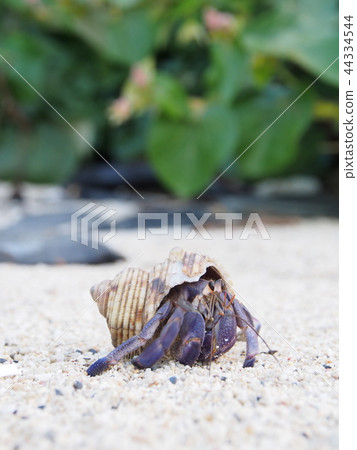 在Kerama群島的土地寄居蟹 44334544