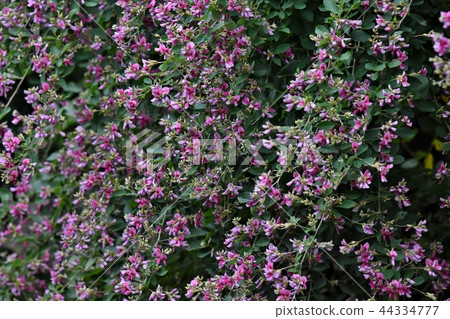 Rain flag flowers Rain flag flowers 44334777