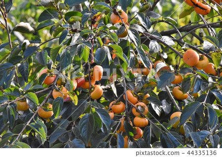 Autumn in autumn 44335136