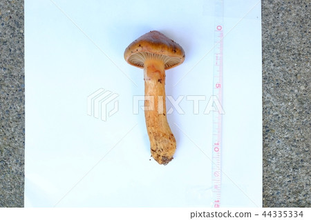 巨大的sugitake 44335334
